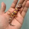 Tangerine Chocolate - incub Jantan - R260566