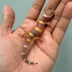 Tangerine Chocolate - incub Jantan - R260566