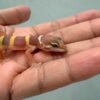 tangerine chocolate black night tremper leopard gecko