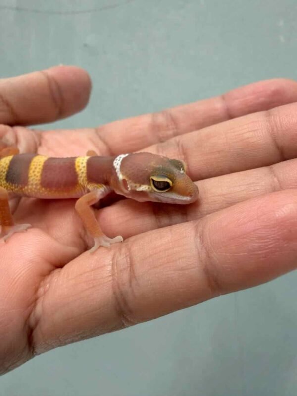 tangerine chocolate black night tremper leopard gecko