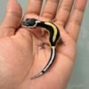 Bold Stripe Bandit Line het Tremper - incub Betina - R260629