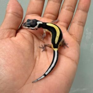 Bold Stripe Bandit Line het Tremper - incub Betina - R260629