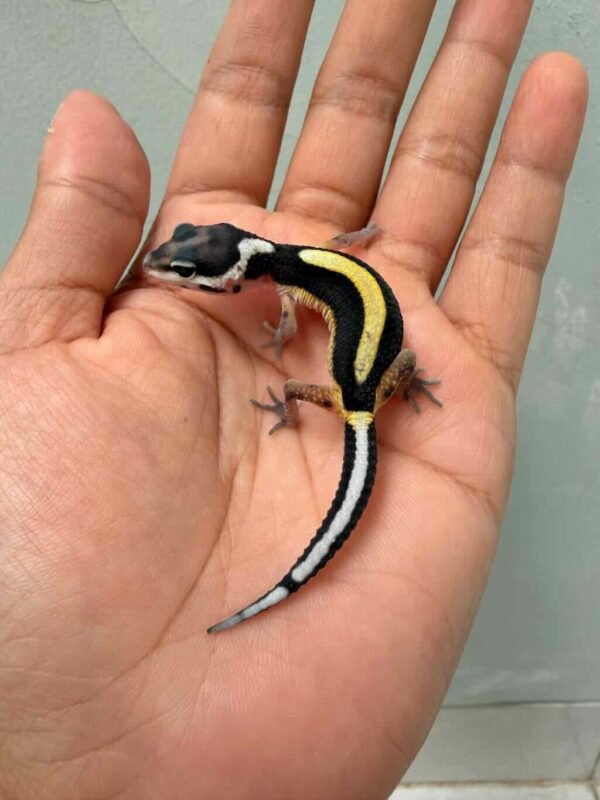 Bold Stripe Bandit Line het Tremper - incub Betina - R260629