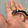 Bold Stripe Bandit Line het Tremper - incub Betina - R260629