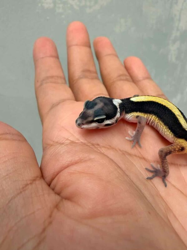 Bold Stripe Bandit Line het Tremper - incub Betina - R260629