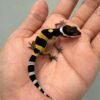 tangerine black night leopard gecko