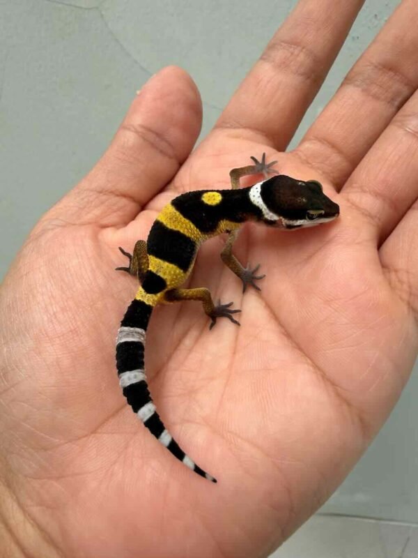 tangerine black night leopard gecko