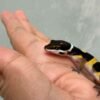 Tangerine Black Night ph Tremper - incub Betina - R260834
