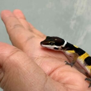 Tangerine Black Night ph Tremper - incub Betina - R260834
