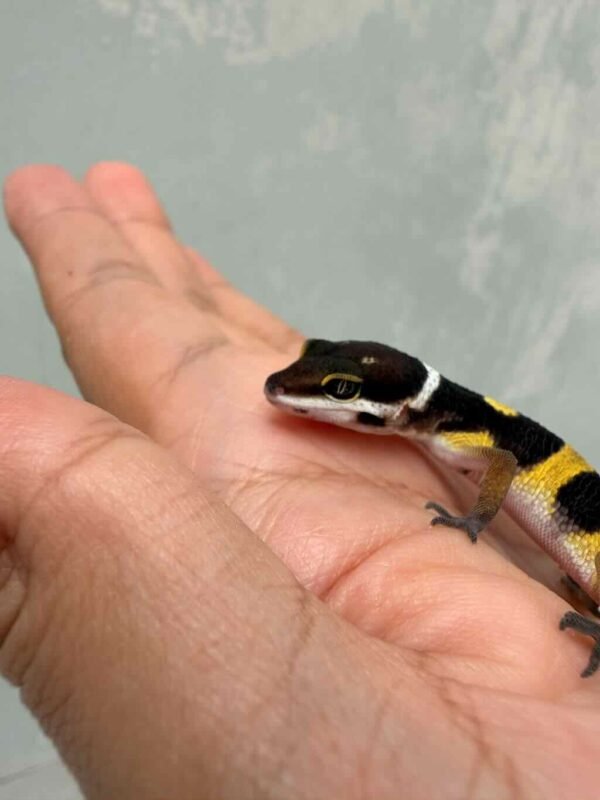 Tangerine Black Night ph Tremper - incub Betina - R260834