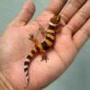 shtctb tomato leopard gecko bahan kontes
