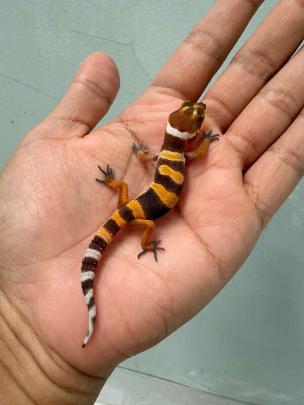 shtctb tomato leopard gecko bahan kontes