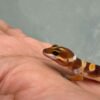 SHTCTB Tomato het Tremper - incub Jantan - R260811 - BAHAN KONTES