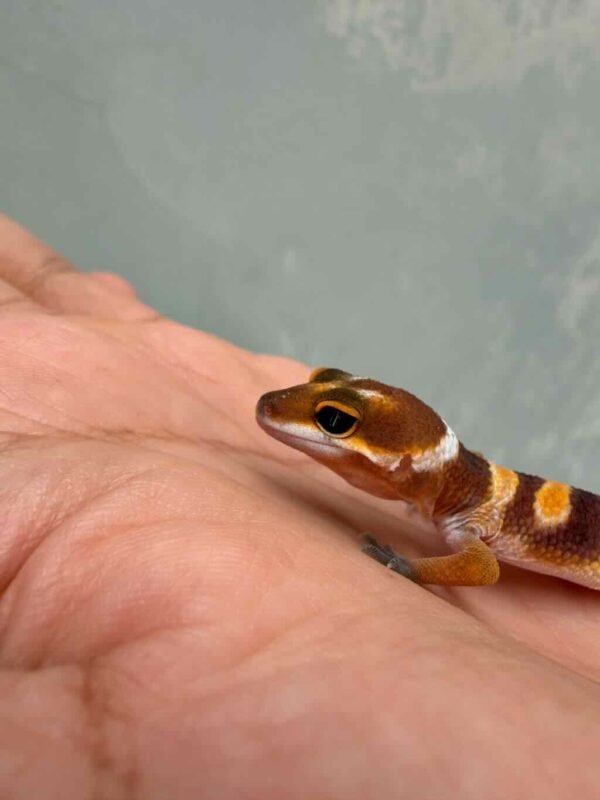SHTCTB Tomato het Tremper - incub Jantan - R260811 - BAHAN KONTES