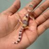eclipse leopard gecko baby