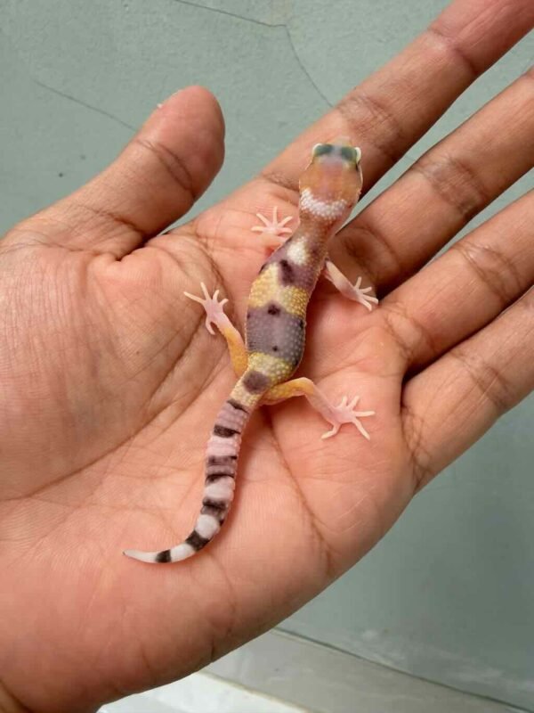 eclipse leopard gecko baby