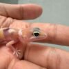 Eclipse het Tremper - incub Jantan - R260810