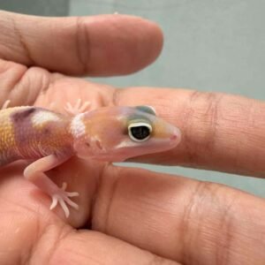 Eclipse het Tremper - incub Jantan - R260810