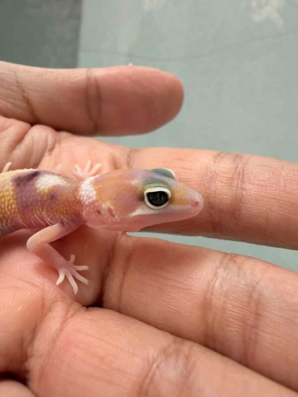 Eclipse het Tremper - incub Jantan - R260810