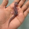 super snow gecko senyum
