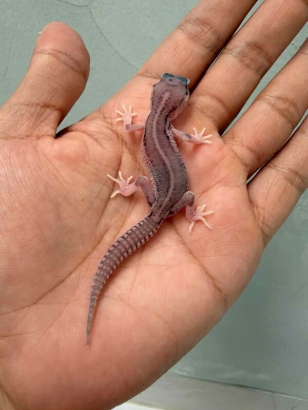 super snow gecko senyum