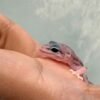 Super Snow het Tremper - incub Betina - R260809