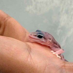 Super Snow het Tremper - incub Betina - R260809