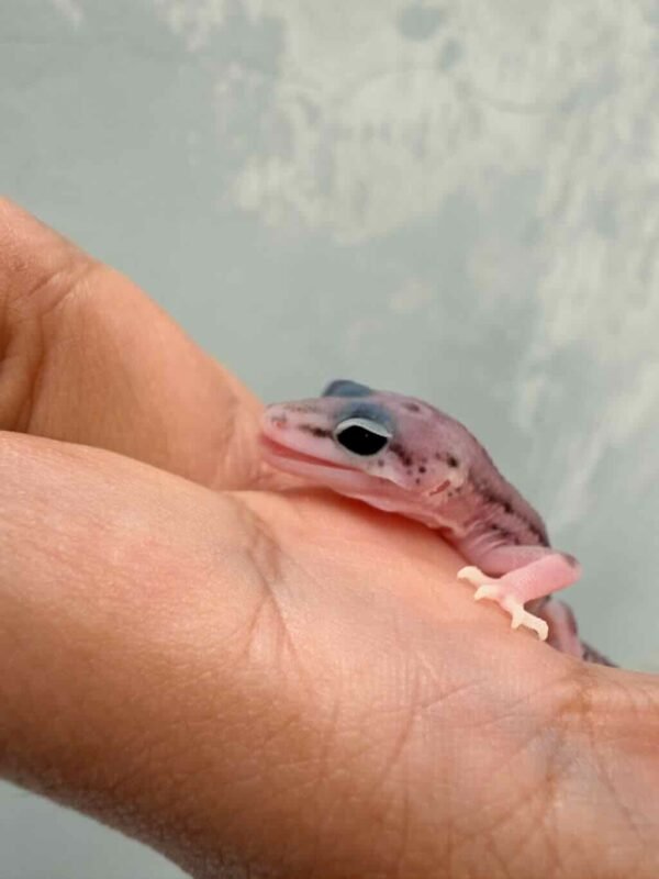 Super Snow het Tremper - incub Betina - R260809