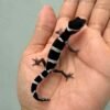 mack snow black night leopard gecko baby
