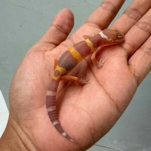 tangerine tremper black night