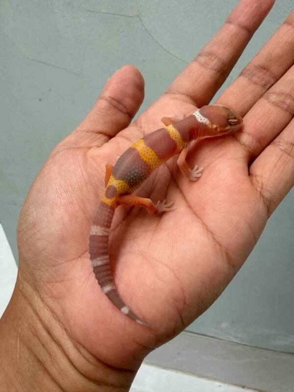 tangerine tremper black night