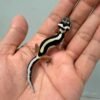 bold stripe leopard gecko baby