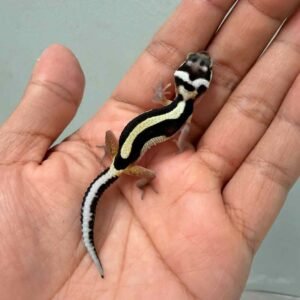 bold stripe leopard gecko baby