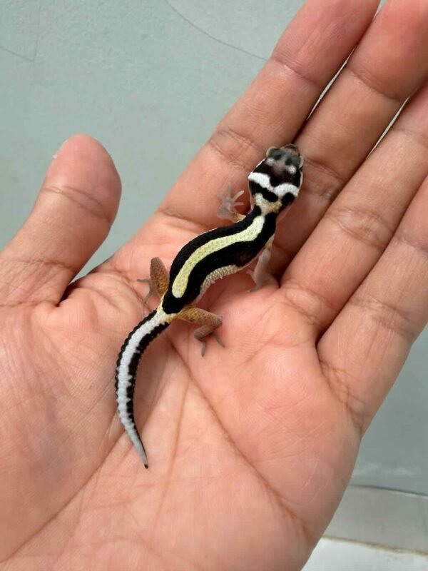 bold stripe leopard gecko baby