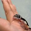 Bold Stripe het Tremper - incub Betina - R260627 - NICE PATTERN