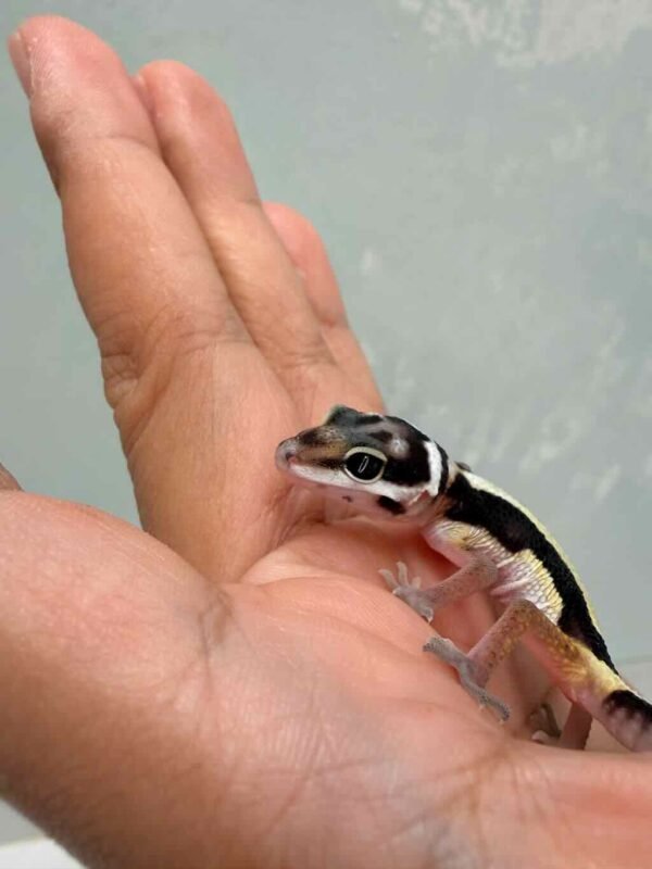 Bold Stripe het Tremper - incub Betina - R260627 - NICE PATTERN