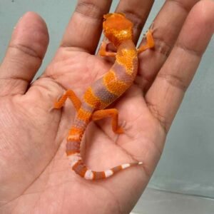 sunglow tomato repjak gecko