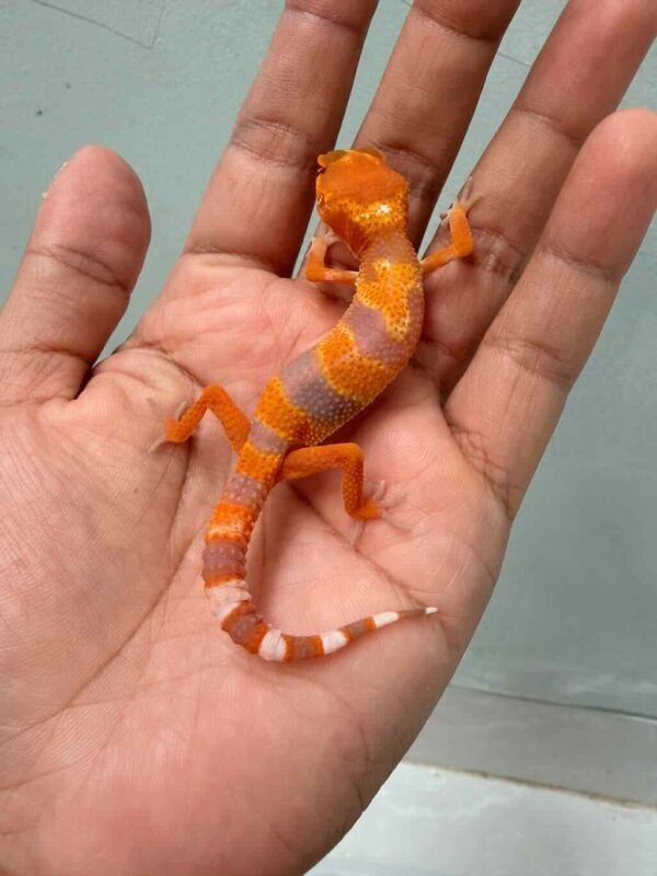 sunglow tomato repjak gecko