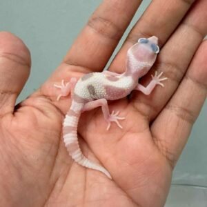 goblin het ember leopard gecko