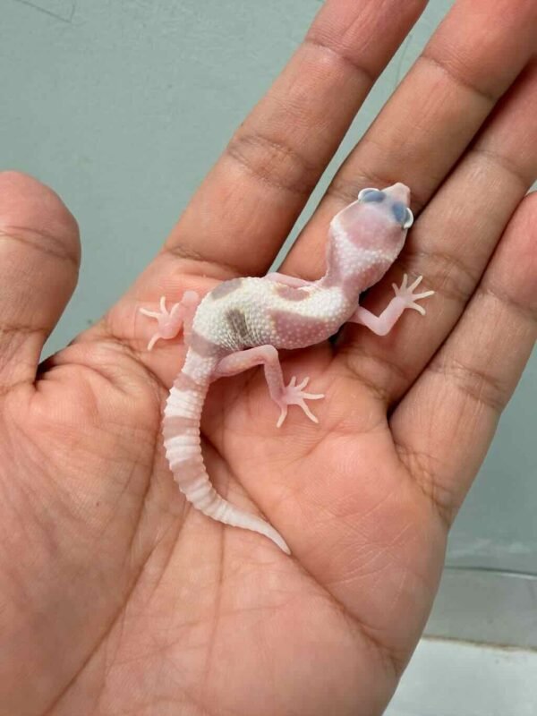 goblin het ember leopard gecko