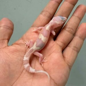 mack snow raptor het ember baby gecko