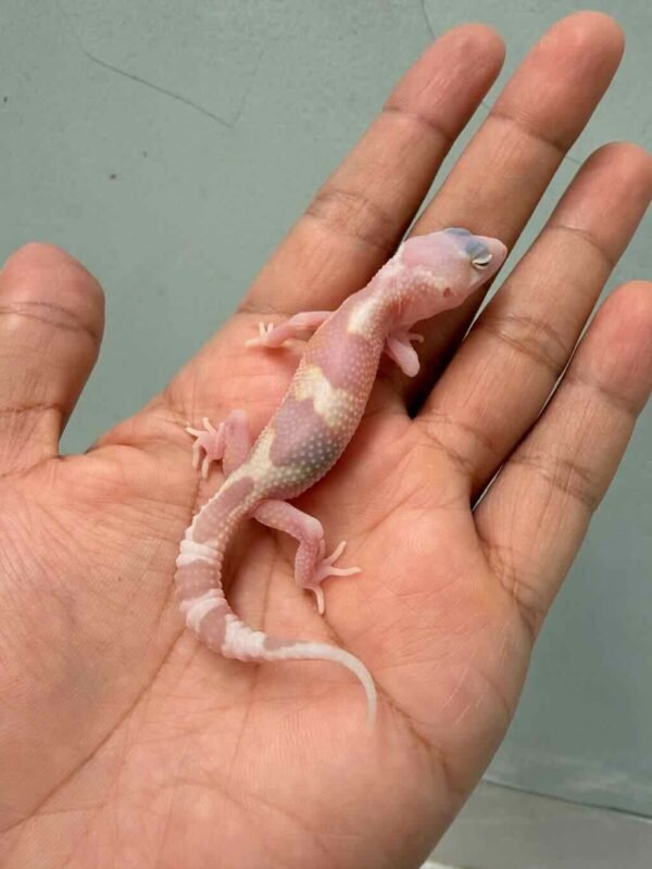 mack snow raptor het ember baby gecko