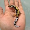 tangerine bold stripe leopard gecko male
