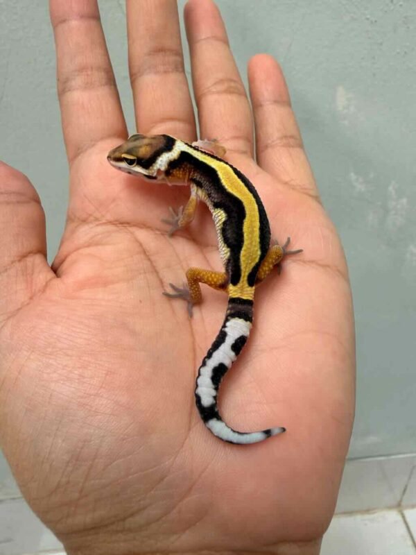 tangerine bold stripe leopard gecko male