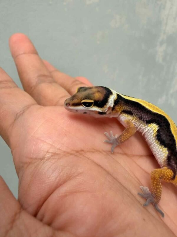 Tangerine Bold Stripe het Tremper - incub Jantan - R260690 - BAHAN BAGUS