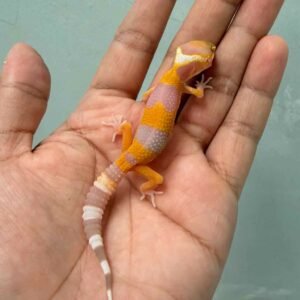 IMG_8771 sunglow leopard gecko baby