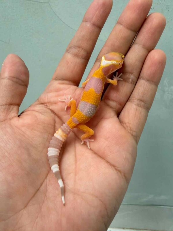 sunglow leopard gecko baby