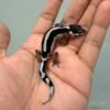 bold stripe poss snow baby leopard gecko