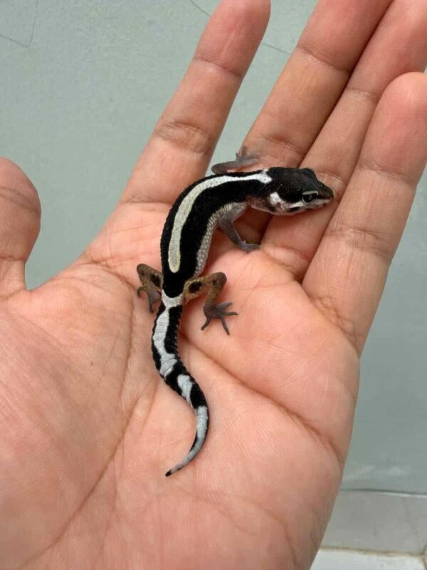 bold stripe poss snow baby leopard gecko
