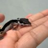 Bold Stripe poss Snow - incub Betina - R260759